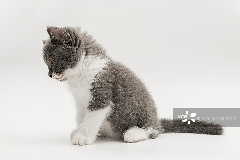 英国蓝色和白色短毛小猫图片素材