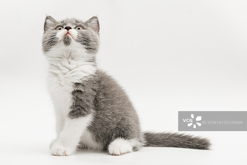 英国蓝色和白色短毛小猫图片素材