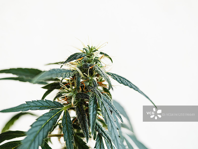 白色背景下大麻植物芽的特写图片素材