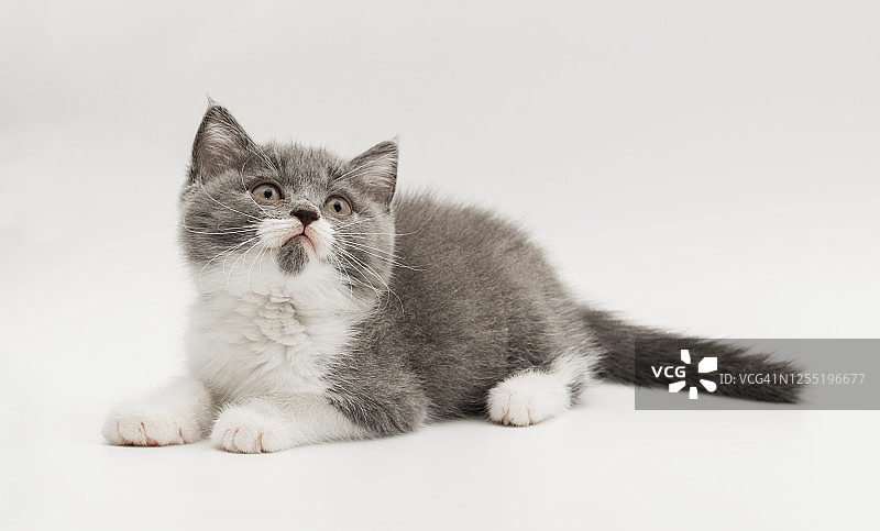 英国蓝色和白色短毛小猫图片素材