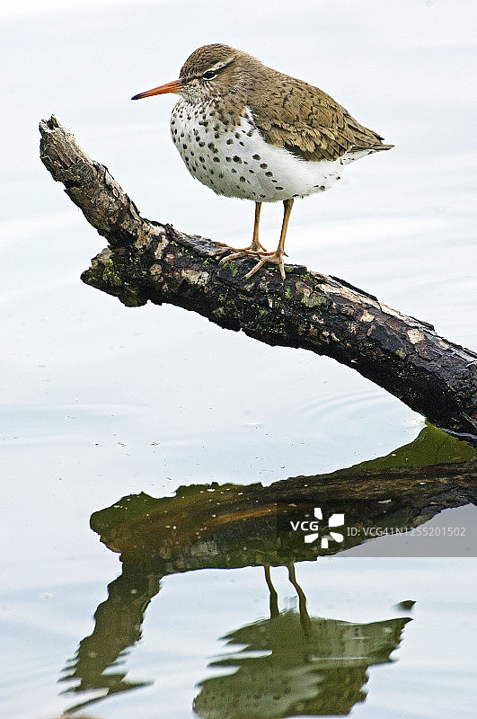 斑腰鹬及其倒影图片素材