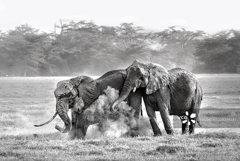 肯尼亚安博塞利，两头大象在泥浴后扬尘图片素材