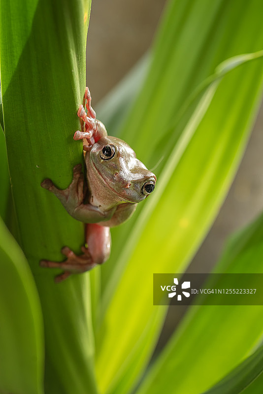 印度尼西亚植物上的澳洲绿树蛙图片素材