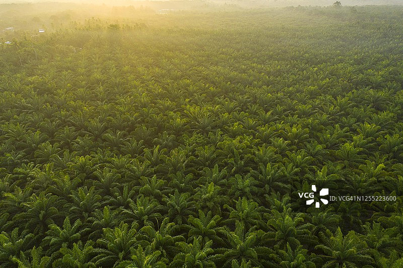 马来西亚日出时分的棕榈油种植园图片素材