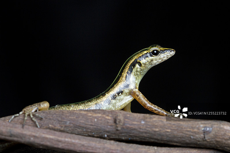 印度尼西亚树枝上的金色条纹树蜥图片素材