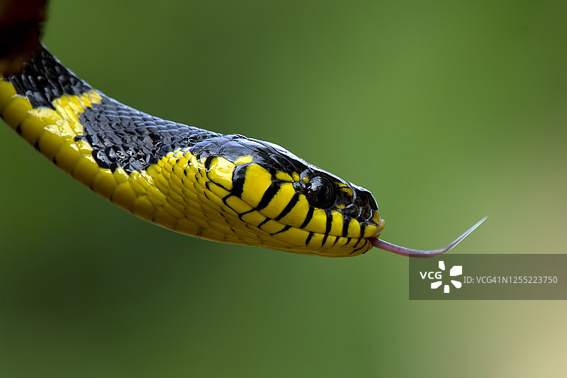 印度尼西亚钝尾蛇特写图片素材