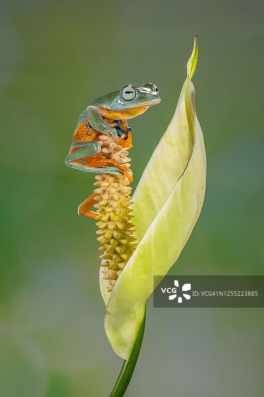 印度尼西亚，花上的飞蛙特写图片素材
