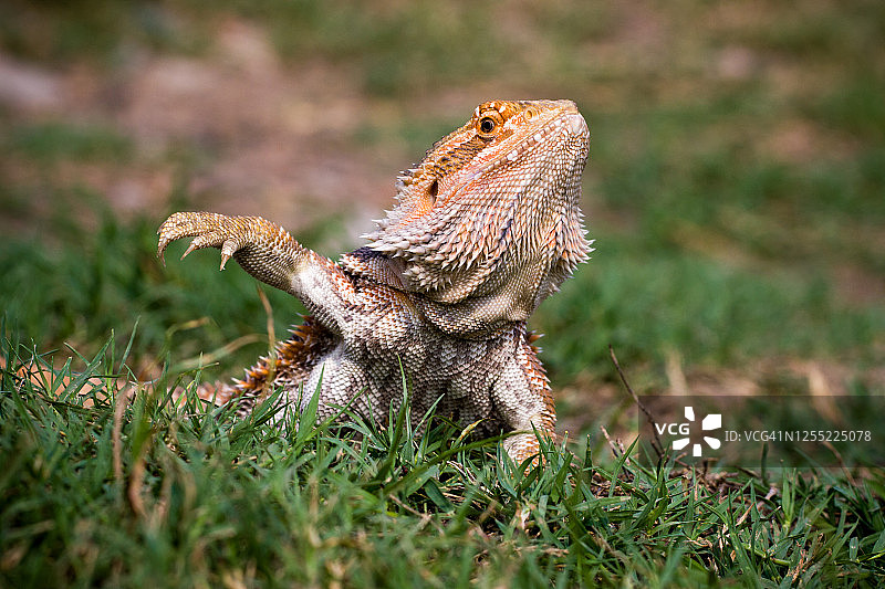 草地上的鬃狮蜥肖像，印度尼西亚图片素材