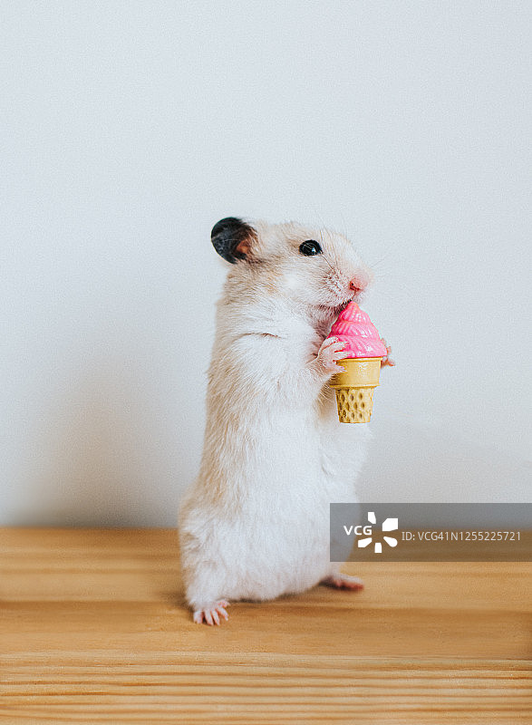仓鼠吃冰淇淋图片素材