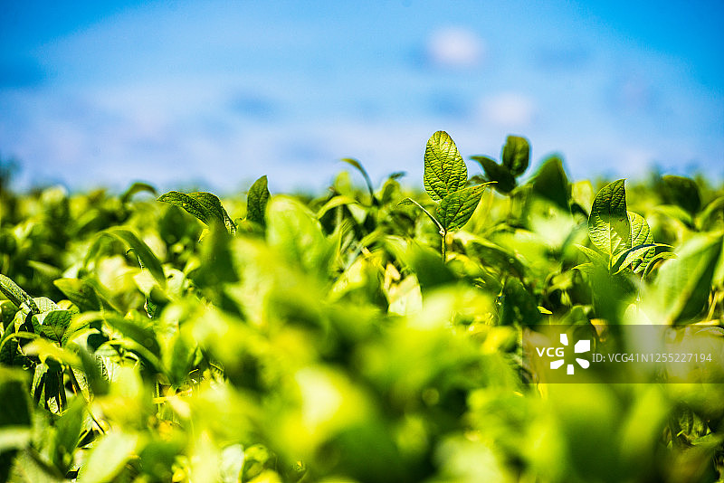 绿色大豆田背景图片素材