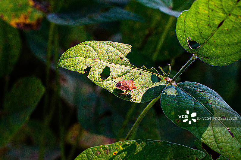 大豆虫害图片素材