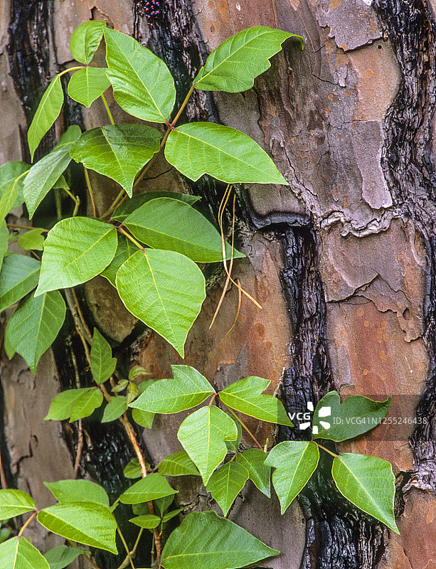 攀爬在树上的毒葛藤图片素材