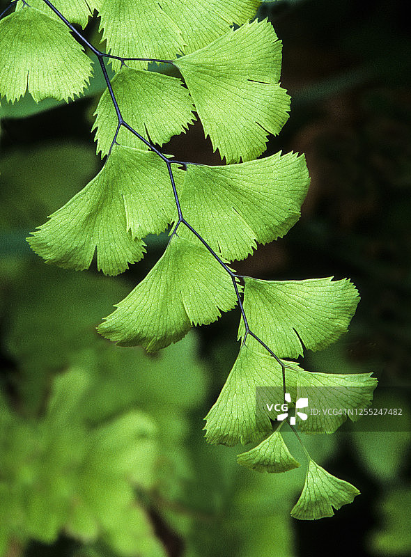 犹他州锡安国家公园铁线蕨图片素材
