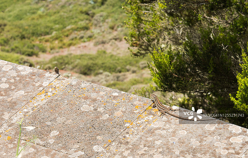 加那利蜥蜴日光浴图片素材