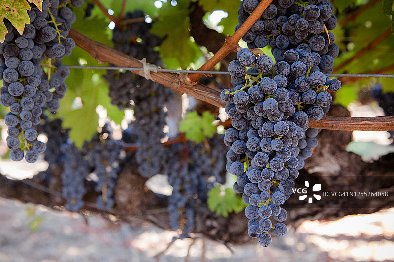 葡萄藤上图片素材