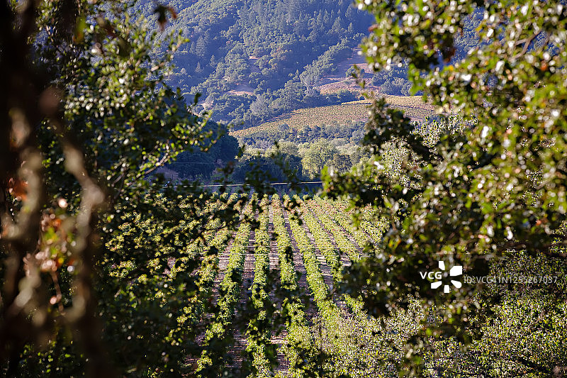 索诺玛县的葡萄园风光图片素材