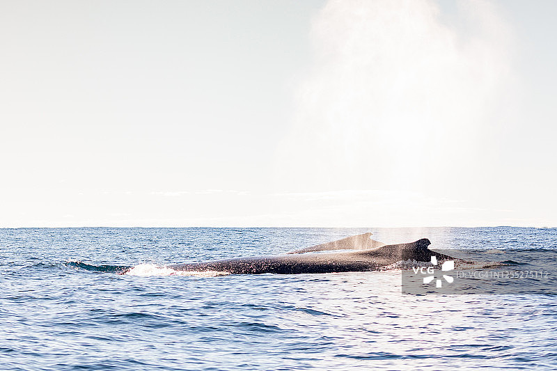 黄金海岸观赏座头鲸群图片素材