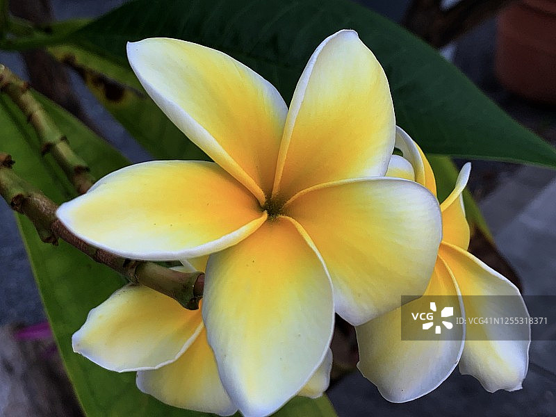 黄色和白色热带花卉图片素材