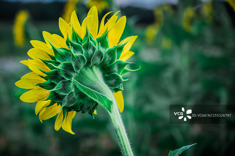 南卡罗来纳州农场的向日葵花图片素材