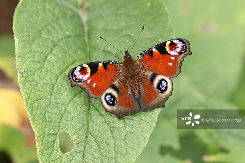 新生的漂亮孔雀蛱蝶停留在聚合草叶子上图片素材