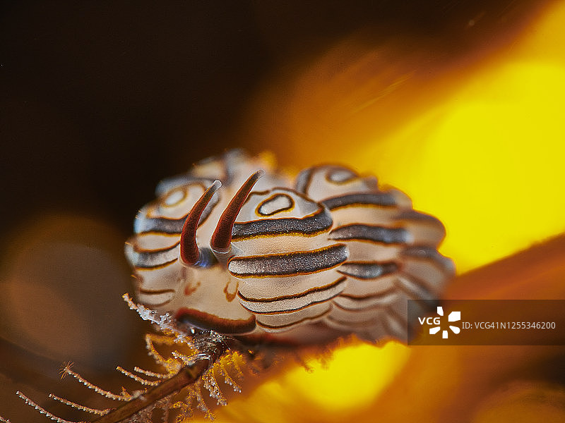绿海鳃裸鳃亚目动物图片素材