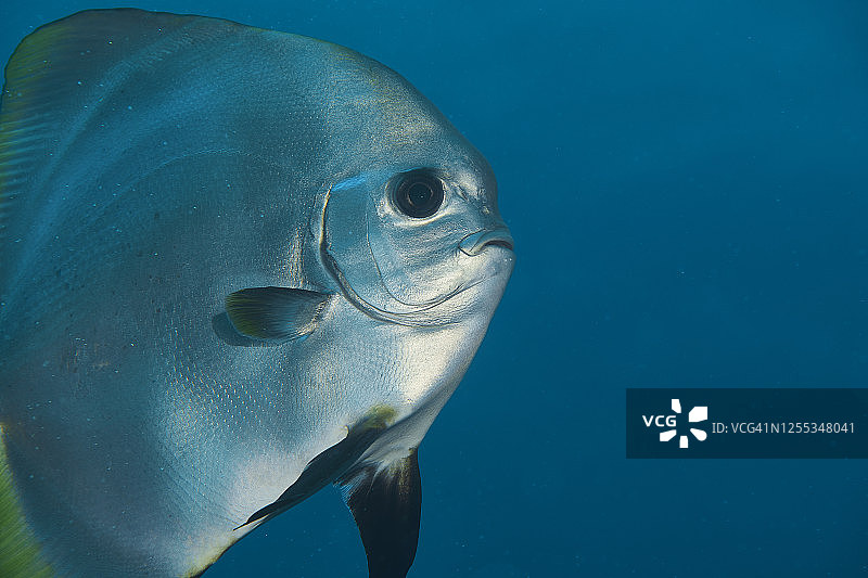 蓝色水域中的蝙蝠鱼图片素材