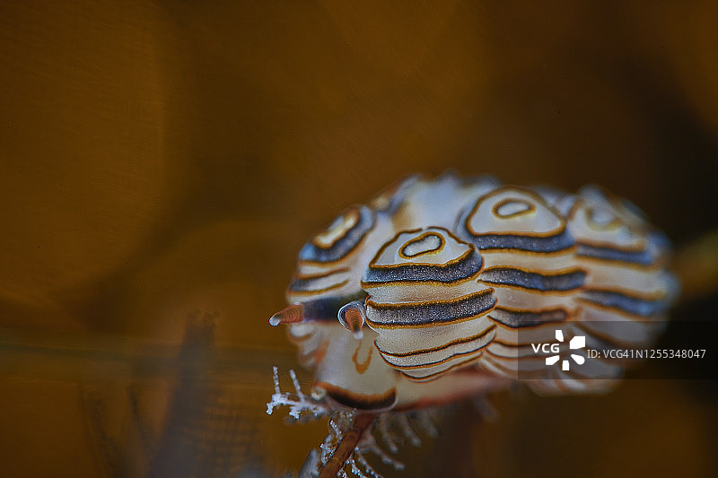 绿海鳃裸鳃亚目动物图片素材