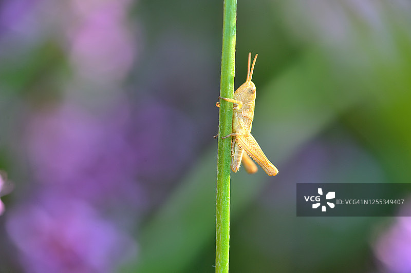 牛至花中的蝗虫图片素材