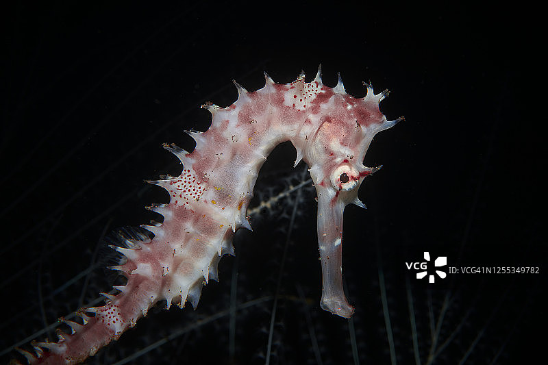 多棘海马 - Hippocampus Histrix图片素材