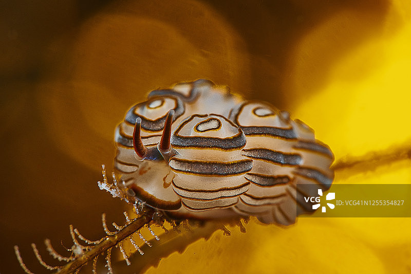 绿海鳃裸鳃亚目动物图片素材