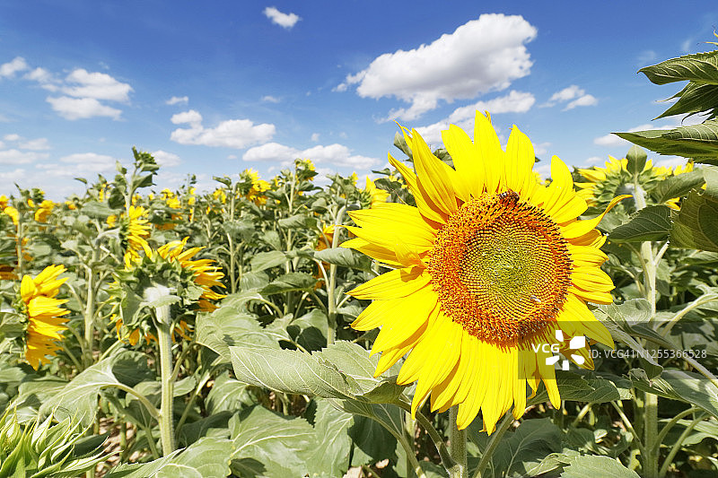 法国塞纳-马恩省的夏季向日葵田图片素材
