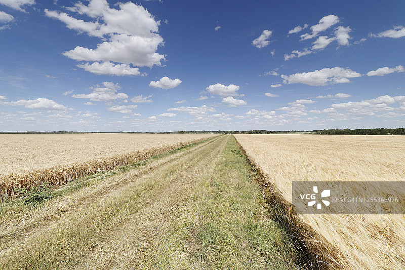 法国塞纳-马恩省的麦田图片素材