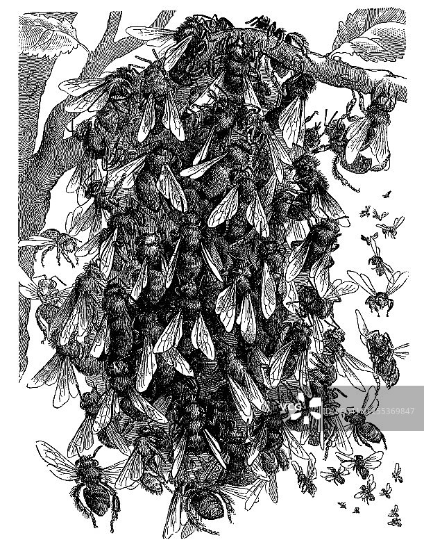 带有蜂巢的蜜蜂的古老雕刻插图图片素材