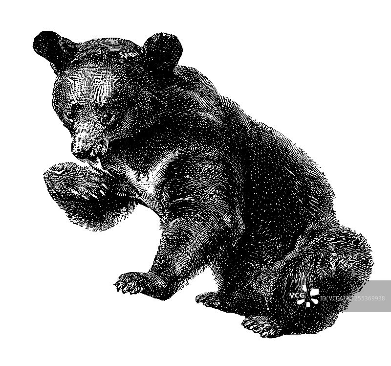 亚洲黑熊复古雕刻插图图片素材