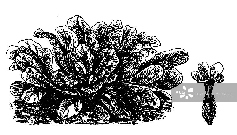 老式雕刻的玉米沙拉（Valerianella olitoria）蔬菜植物插图图片素材