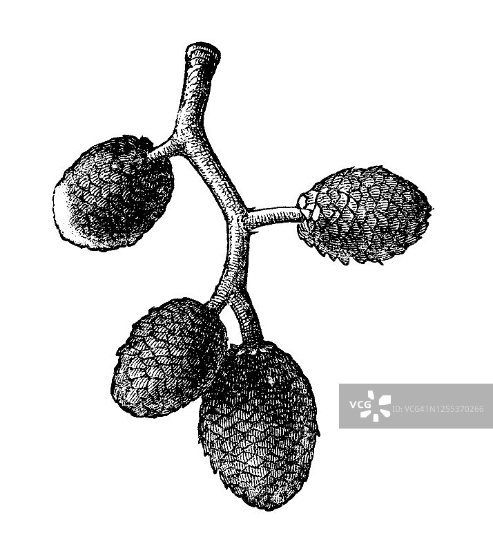 桤木树局部古董雕刻插图图片素材