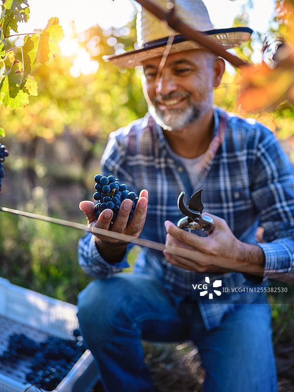 酿酒师采摘葡萄图片素材