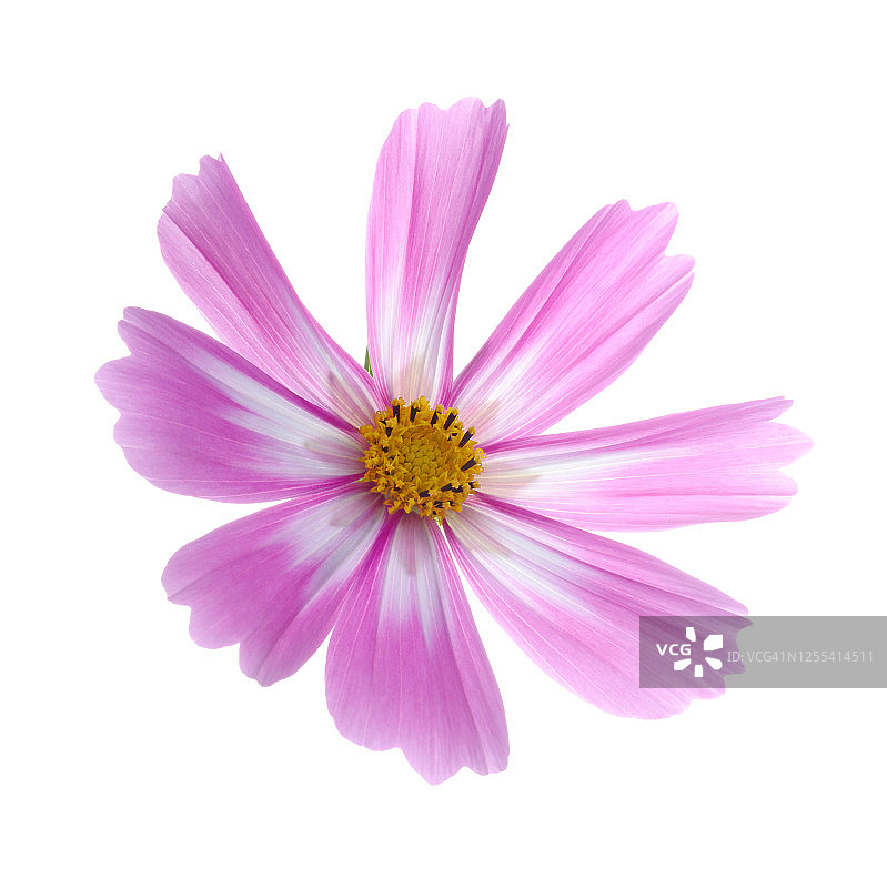 白色方块上的粉白色波斯菊花朵特写图片素材