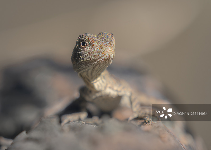 澳大利亚树干上的澳洲水龙幼崽肖像图片素材