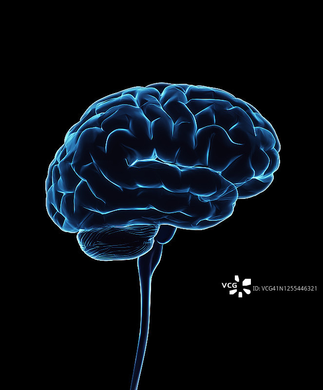 人脑和脊髓插图图片素材