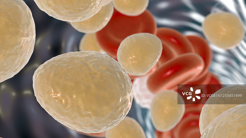 血液中耳念珠菌真菌的图示图片素材