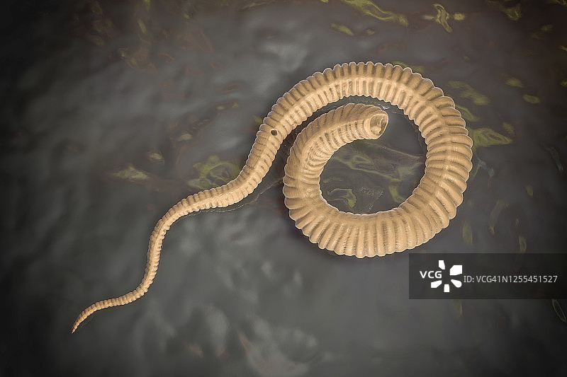 麦地那龙线虫幼虫，图示图片素材