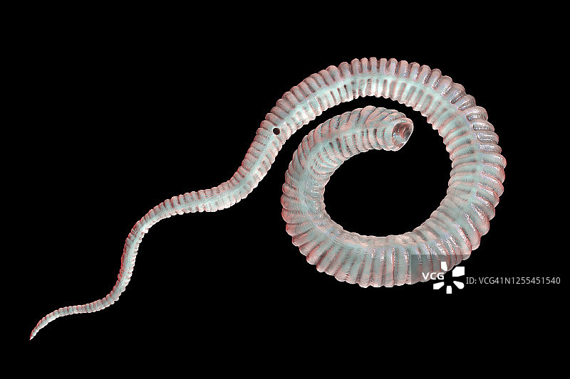 麦地那龙线虫幼虫，图示图片素材