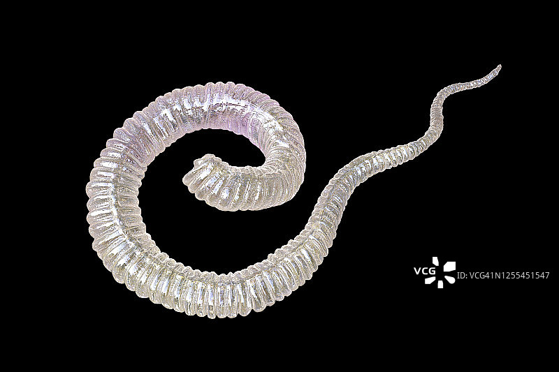 麦地那龙线虫幼虫，图示图片素材