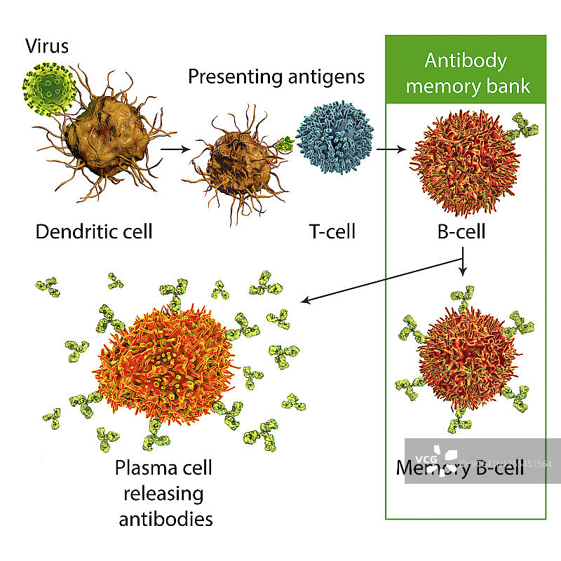 免疫系统防御病毒的机制示意图图片素材