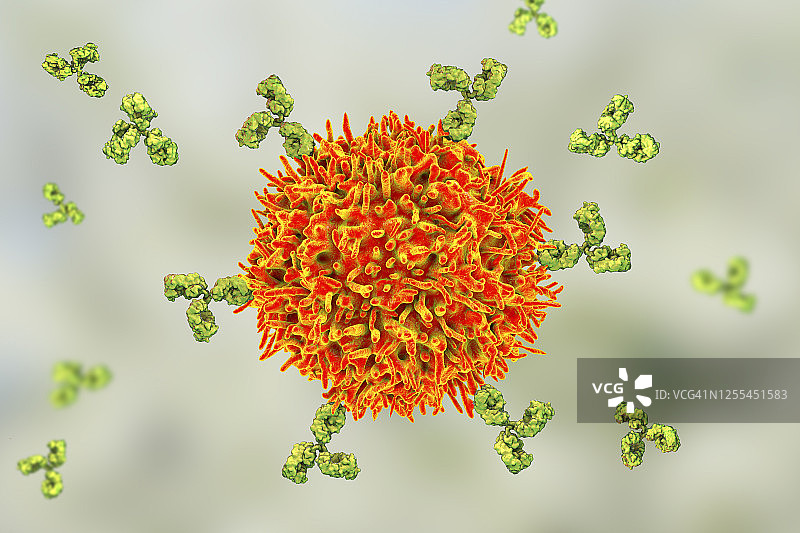 B细胞和抗体插图图片素材