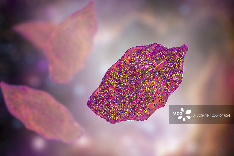 肝吸虫插图图片素材