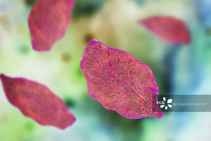 肝吸虫插图图片素材