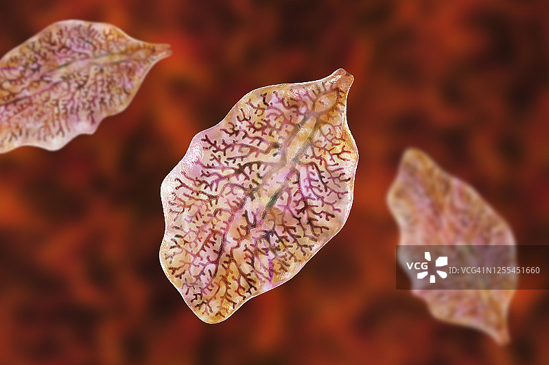 肝吸虫插图图片素材