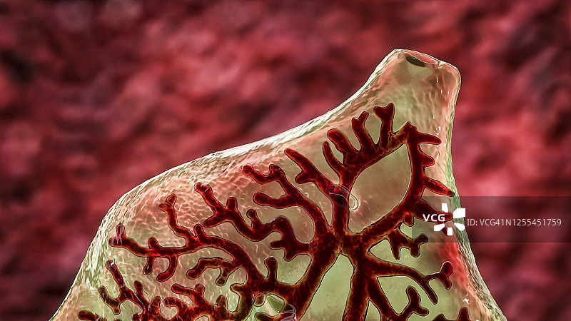 肝吸虫插图图片素材